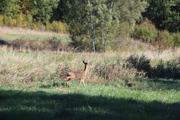 Foto el ciervo en el campo de hierba