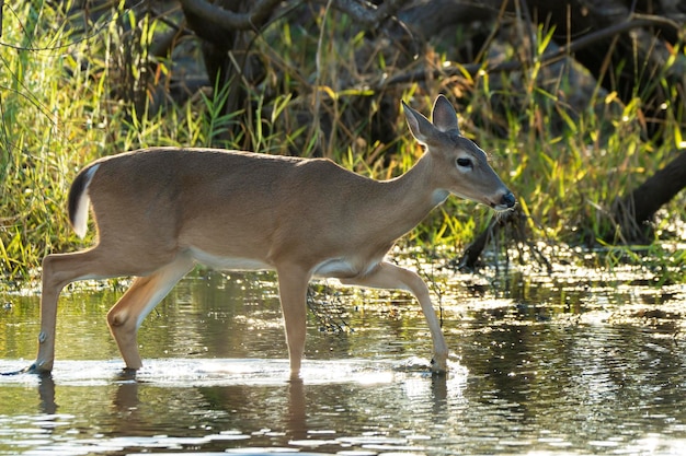 Ciervo clave en hábitat natural en el parque estatal de Florida