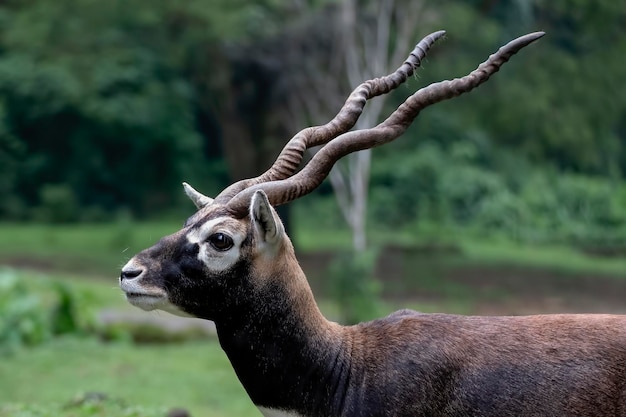 Ciervo con un cuerno único en un bosque