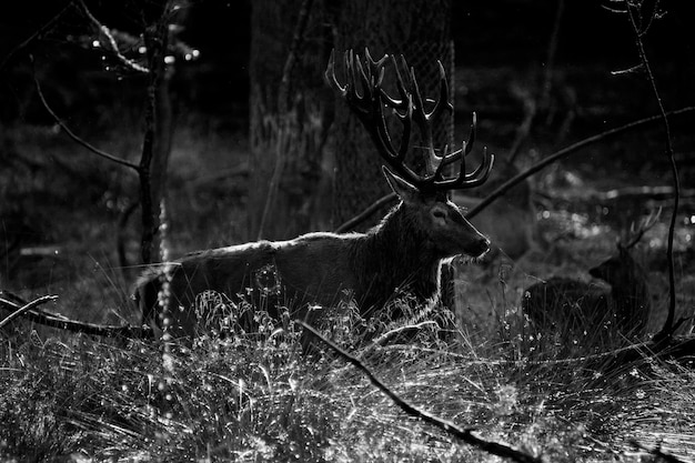 Ciervo con cuernos enormes en otoño blanco y negro