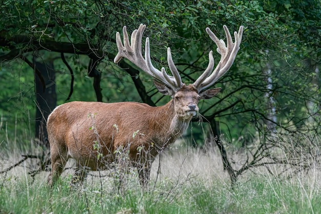 Ciervo ed (Cervus elaphus) con astas creciendo en terciopelo