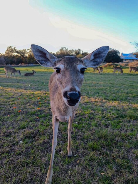 Un ciervo está parado en un campo con otros animales al fondo.