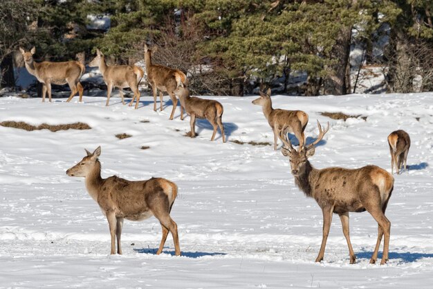 Ciervo en el fondo de la nieve