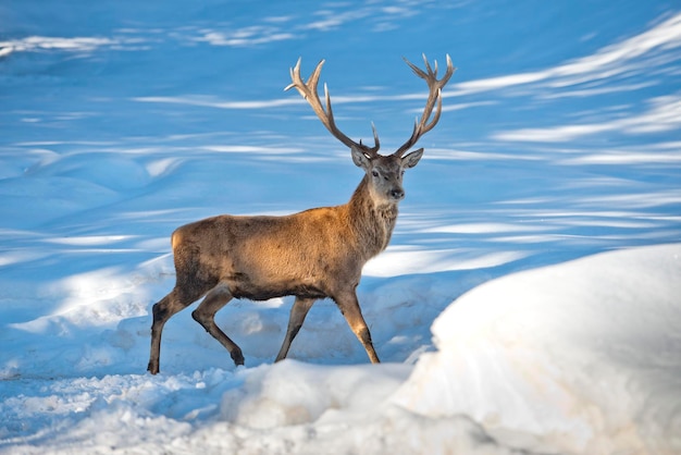 Ciervo en el fondo de la nieve