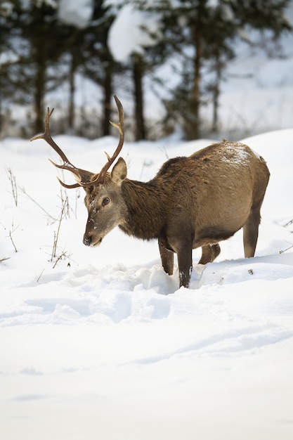 Ciervo hambriento ciervo buscando comida en la nieve profunda