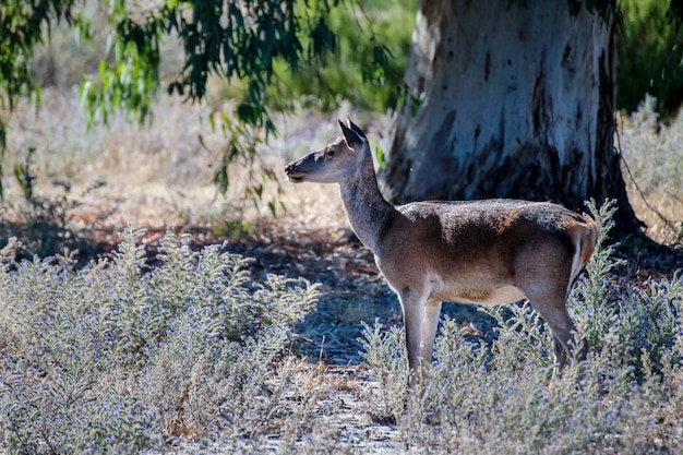 Ciervo hembra en parque nacional.