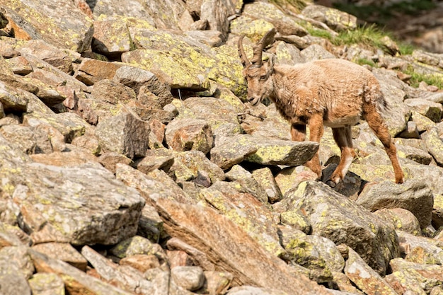 Ciervo íbice aislado cuerno largo ovejas Steinbock