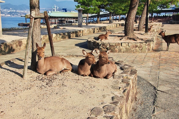 El ciervo en la isla de Miyajima Japón