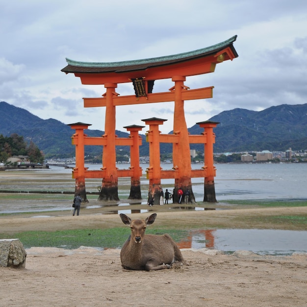 Foto ciervo japonés y puerta sagrada roja de miyajima en hiroshima japón