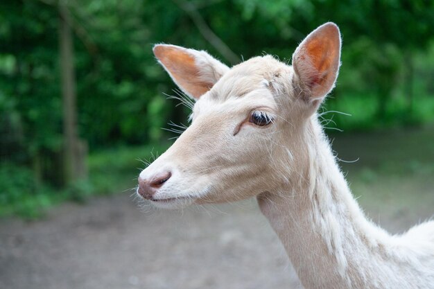 Ciervo joven cabeza pequeña animal salvaje al aire libre