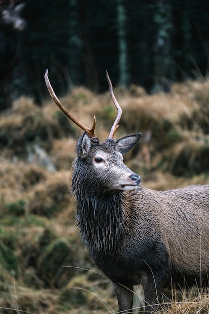 Ciervo macho en Glen Etive