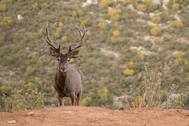 Ciervo macho en las montañas salvajes