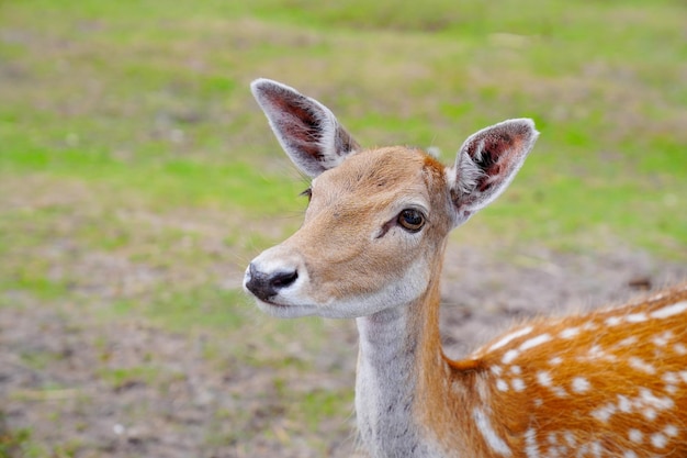 Ciervo manchado en campo verde El chital o cheetal también conocido como ciervo manchado o ciervo axis