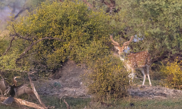 Un ciervo en la naturaleza