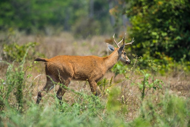 Ciervo de los pantanos Blastocerus dichotomus en el entorno pantanal Brasil