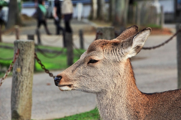 El ciervo en el parque de Nara Japón