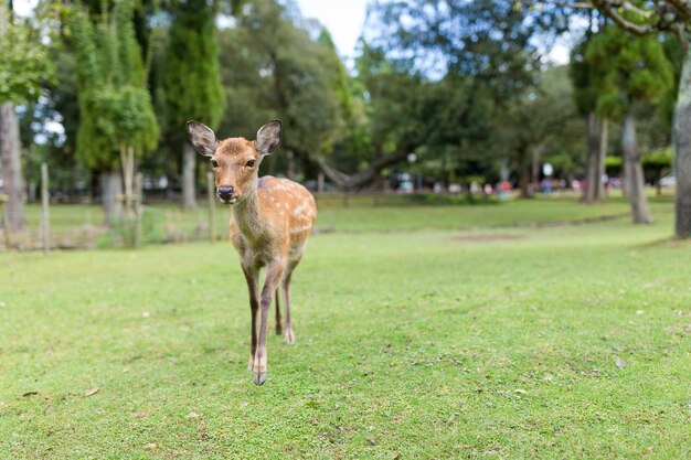 ciervo en el parque