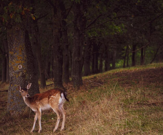 Foto un ciervo de pie en un bosque