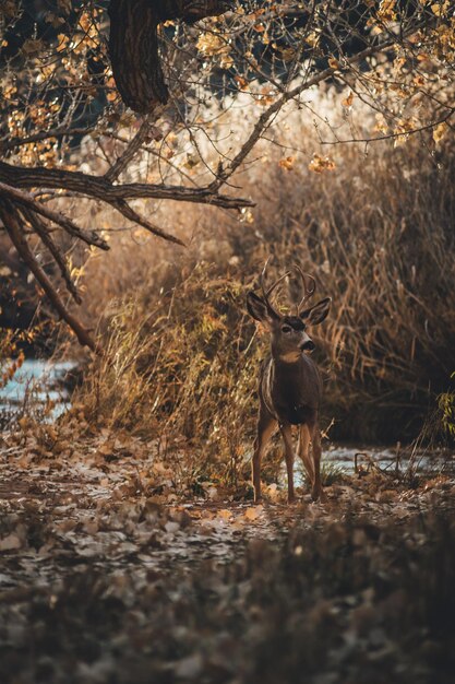 Foto el ciervo de pie en el bosque