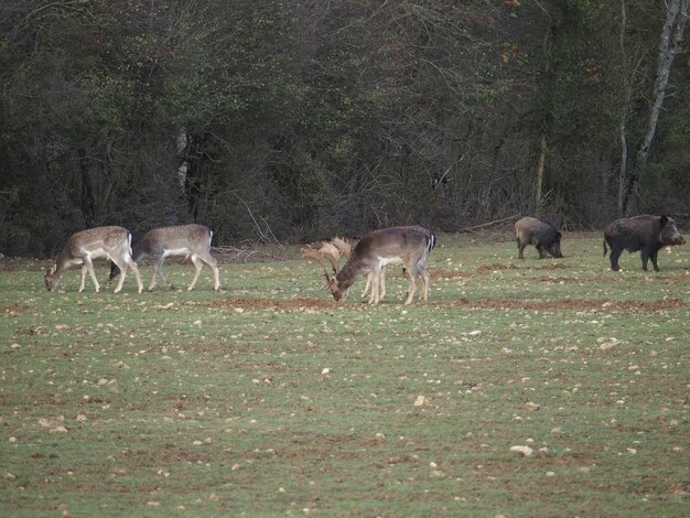 Foto ciervo de pie en el campo en el bosque