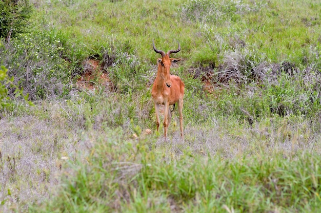 Foto el ciervo de pie en el campo de hierba
