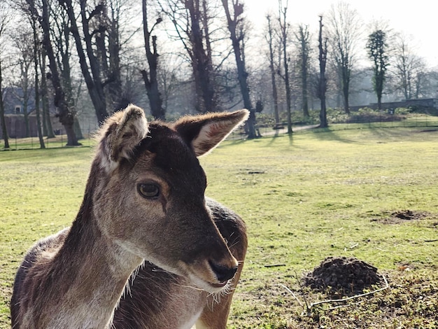 Ciervo de pie en un campo