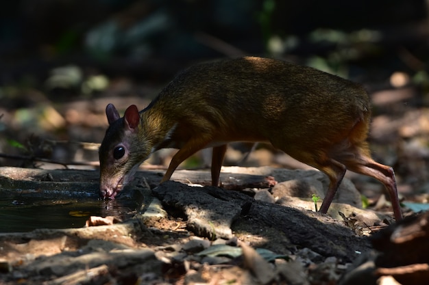 Ciervo de ratón menor o Chevrotain oriental menor