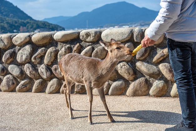 El ciervo se relaja al sol en Miyajima en la fiesta japonesa de Año Nuevo Hatsumode