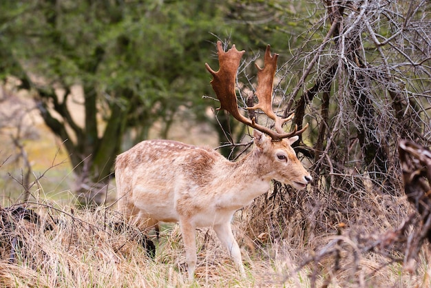 Ciervo rojo con astas en el bosque primaveral de Amsterdamse Waterleidingduinen en los Países Bajos