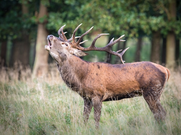 Ciervo rojo, Cervis elaphus, con grandes cuernos rugiendo