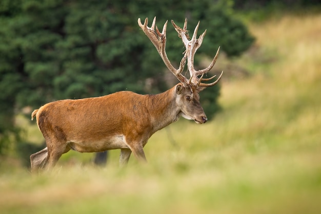 Ciervo rojo, cervus elaphus, caminando sobre pastizales en la naturaleza de verano. Ciervo marchando en campo en verano. Mamífero con cuernos en pradera.