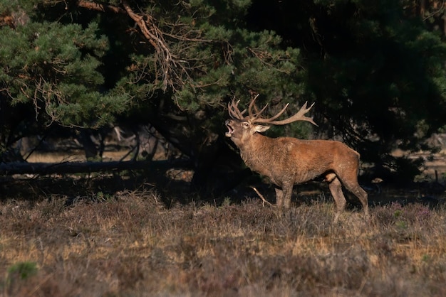 Ciervo rojo (Cervus elaphus) ciervo en celo en el campo