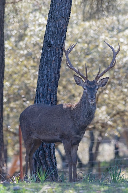 Ciervo rojo (Cervus elaphus) Córdoba, España