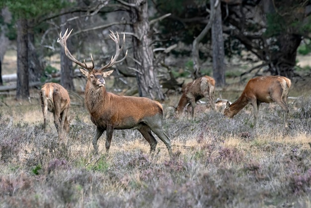 Foto ciervo rojo (cervus elaphus) macho y un grupo de ciervos hembra en celo