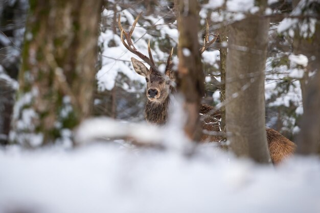 Ciervo rojo, cervus elaphus, mirando desde detrás del árbol en un bosque nevado. Mamífero astado escondido en el bosque en el bosque blanco. Ciervo de pie en el fondo en invierno.