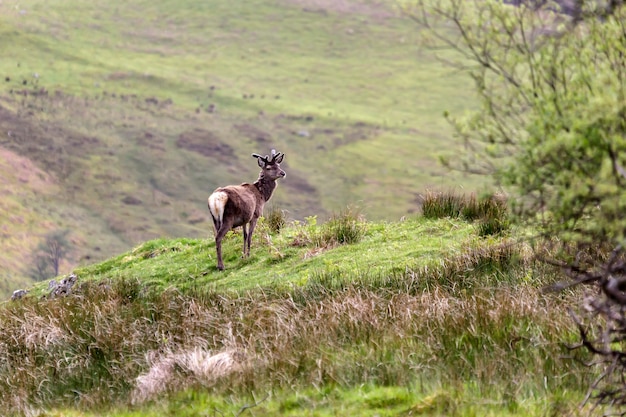 Ciervo rojo (Cervus elaphus)