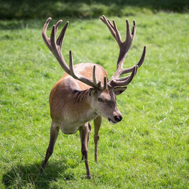 Ciervo rojo (Cervus elaphus)