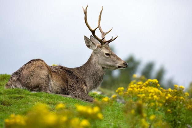 Ciervo rojo Cervus elaphus