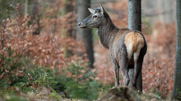 Ciervo rojo sin cuernos después de mudarse en la naturaleza primaveral