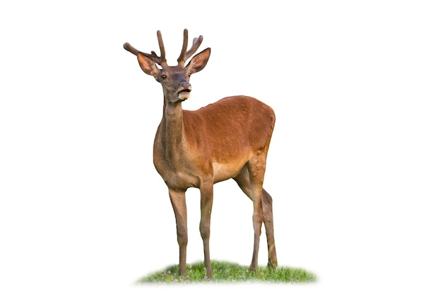 Ciervo rojo curioso, cervus elaphus, de pie sobre hierba aislado sobre fondo blanco. Preguntándose ciervo con cuernos de terciopelo que parece cortado en blanco. Observación de mamíferos salvajes en el campo con espacio de copia.