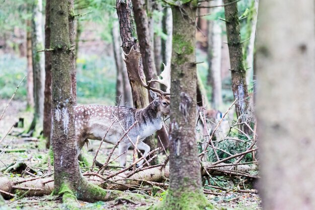 Ciervo rojo europeo en el bosque