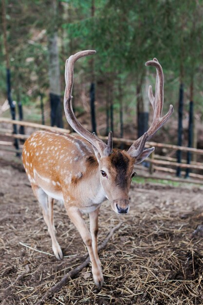 Ciervo rojo frente a la cámara en la naturaleza de verano Animal salvaje con pelaje marrón observando en el bosque