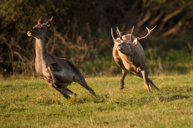 Ciervo rojo en el hábitat natural durante la rutina de los ciervos fauna europea