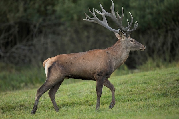 Ciervo rojo en el hábitat natural durante la rutina de los ciervos fauna europea