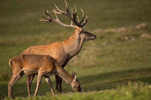 Ciervo rojo en el hábitat natural durante la rutina de los ciervos fauna europea