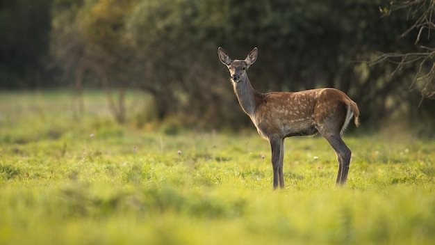 Ciervo rojo joven que se coloca en el prado verde en verano iluminado por el sol