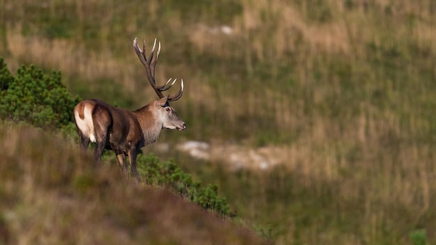 Ciervo rojo macho mirando a su alrededor en las montañas de otoño de eslovaquia