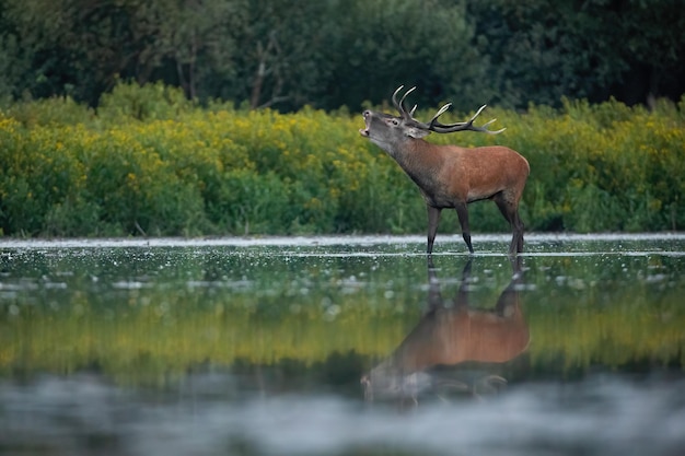 Ciervo rojo parado en el agua y rugiendo durante la temporada de celo