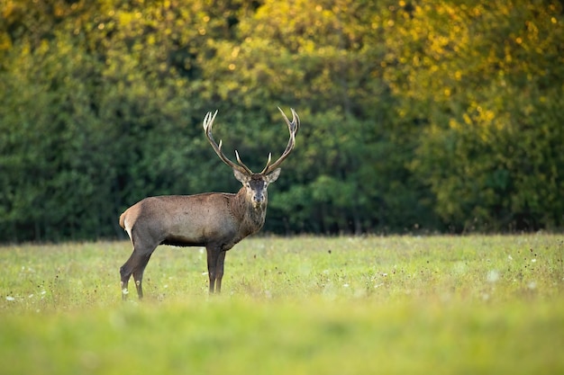 Ciervo rojo que mira a la cámara en campo verde en otoño