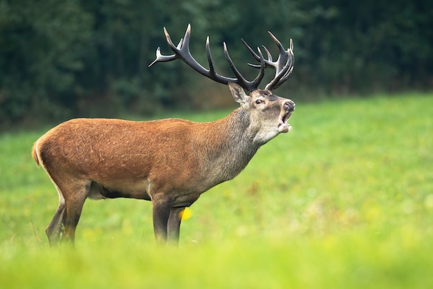 Ciervo rojo con rugido en un prado verde en temporada de celo